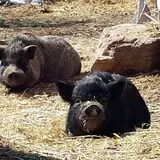 Melick's Town Farm photo