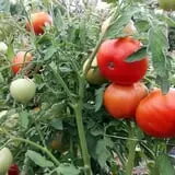 Melick's Town Farm photo