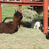 Melick's Town Farm photo