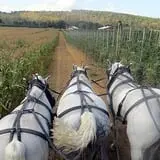 Melick's Town Farm photo