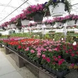 Schmidt's Farm and Greenhouse photo