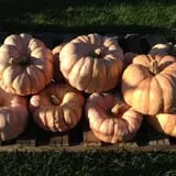 Brimley's Pumpkin Farm photo