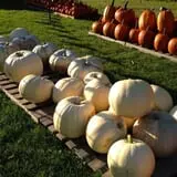 Brimley's Pumpkin Farm photo