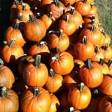 Brimley's Pumpkin Farm photo