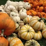 Brimley's Pumpkin Farm photo