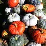 Brimley's Pumpkin Farm photo