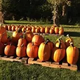 Brimley's Pumpkin Farm photo