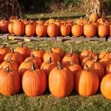 Brimley's Pumpkin Farm photo