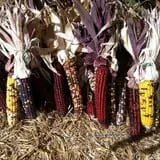 Brimley's Pumpkin Farm photo