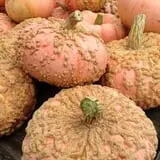 Brimley's Pumpkin Farm photo