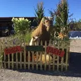 Manza Family Farm Fall Festival photo
