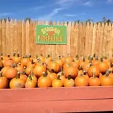 Manza Family Farm Fall Festival photo