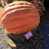 Manza Family Farm Fall Festival photo