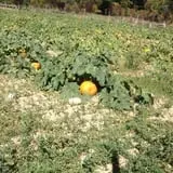 Manza Family Farm Fall Festival photo