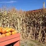 Manza Family Farm Fall Festival photo