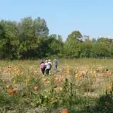 Manza Family Farm Fall Festival photo