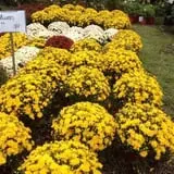 Manza Family Farm Fall Festival photo