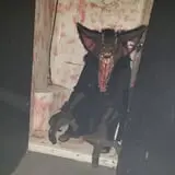 Screams Come True Haunted House & Hay Maze photo