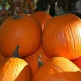 Old McDonald's Pumpkin Patch & Corn Maze photo