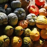 Old McDonald's Pumpkin Patch & Corn Maze photo