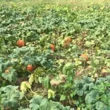 Old McDonald's Pumpkin Patch & Corn Maze photo