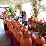 Old McDonald's Pumpkin Patch & Corn Maze photo