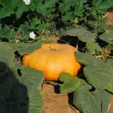 Old McDonald's Pumpkin Patch & Corn Maze photo