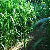 Old McDonald's Pumpkin Patch & Corn Maze photo