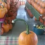 Old McDonald's Pumpkin Patch & Corn Maze photo