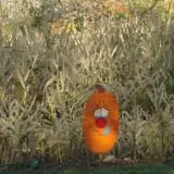 Old McDonald's Pumpkin Patch & Corn Maze photo