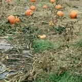 Old McDonald's Pumpkin Patch & Corn Maze photo
