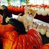 Old McDonald's Pumpkin Patch & Corn Maze photo