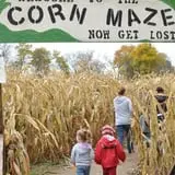 Old McDonald's Pumpkin Patch & Corn Maze photo