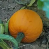 Old McDonald's Pumpkin Patch & Corn Maze photo