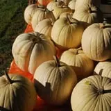 Old McDonald's Pumpkin Patch & Corn Maze photo