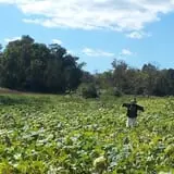 Old McDonald's Pumpkin Patch & Corn Maze photo