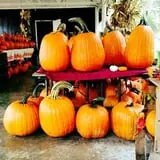 Old McDonald's Pumpkin Patch & Corn Maze photo
