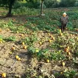 Old McDonald's Pumpkin Patch & Corn Maze photo