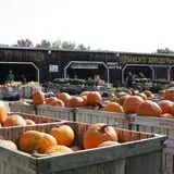 Mack's Apples Farm photo