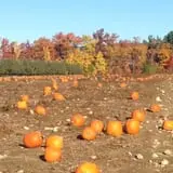 Mack's Apples Farm photo