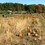 Mack's Apples Farm photo