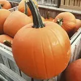 Mack's Apples Farm photo