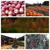 Mack's Apples Farm photo