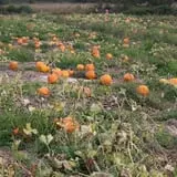 Mack's Apples Farm photo