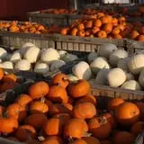 Mack's Apples Farm photo