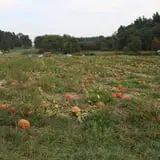 Mack's Apples Farm photo