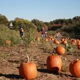 Mack's Apples Farm photo