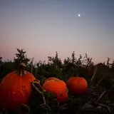 Mack's Apples Farm photo