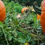 Mack's Apples Farm photo