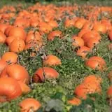 Mack's Apples Farm photo